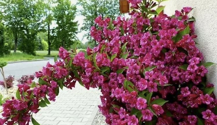 Вейгела: секреты ухода и цветения