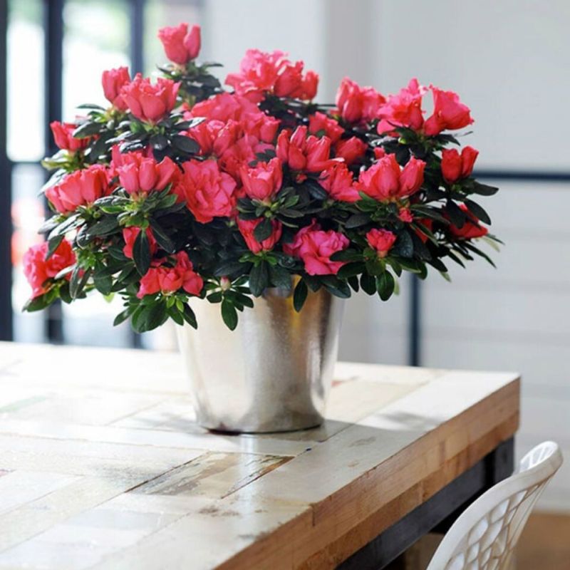 Уход за азалией: сияющий цветок в вашем доме