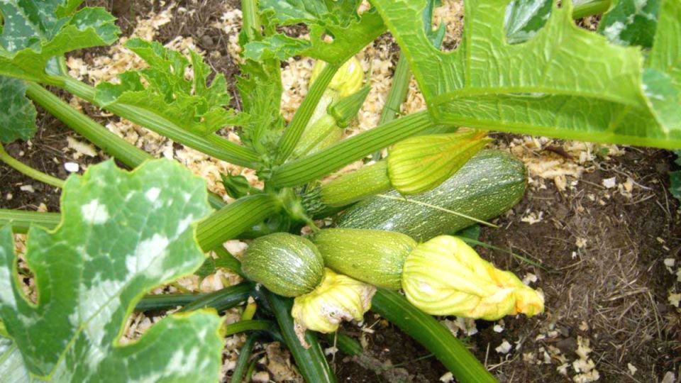 Как вырастить кабачки даже в холодную весну: секреты успешного огородничества