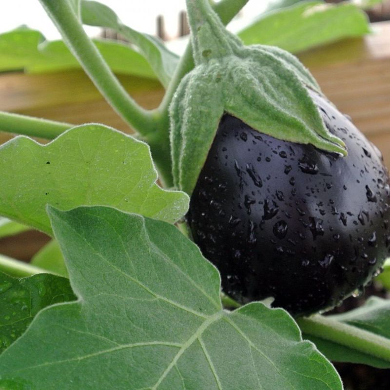 Секреты успешного роста баклажанов: выбирайте идеальные сорта для любых условий