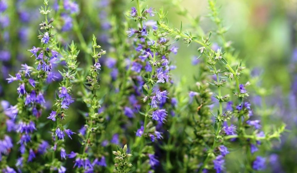 Тайны иссопа: как это древнее растение обретает новую популярность в современных садах