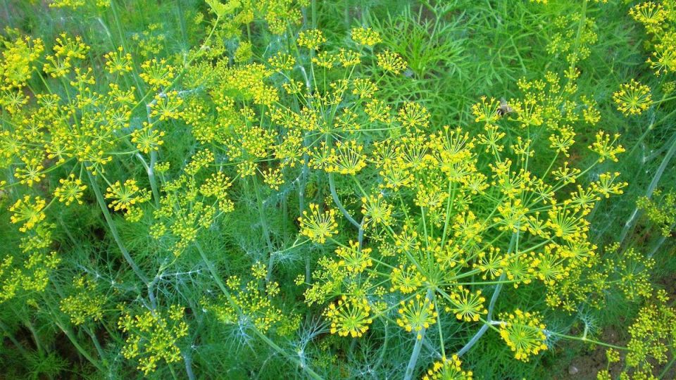 Растим укроп легко и с удовольствием