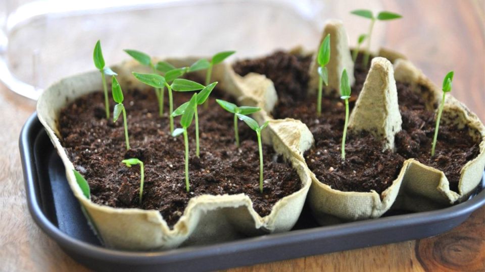 Январь: время для ранних посадок овощей и цветов на подоконнике