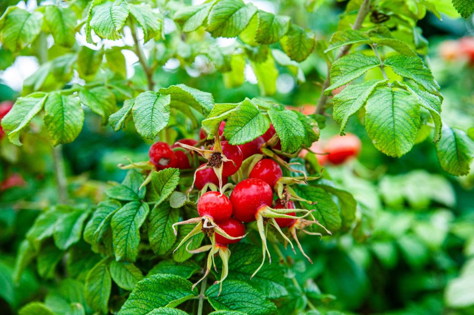 Сироп шиповника: осенний герой для вашего иммунитета