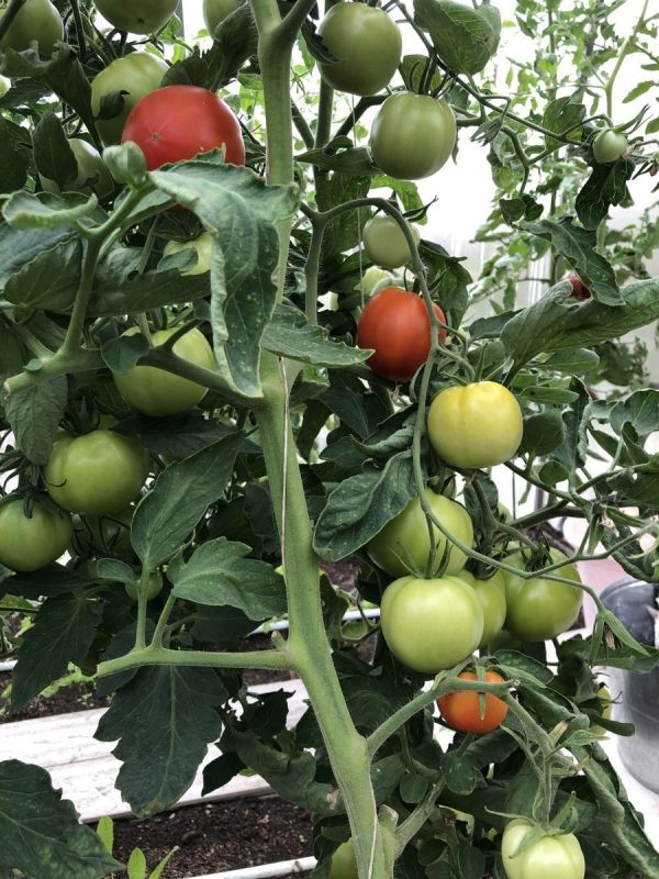 Искусство обрезки томатных листьев: ключевые советы для идеального урожая