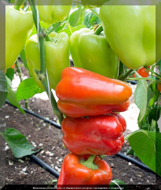 Освежите свой огород: лучшие сорта перцев для идеального урожая в 2025 году