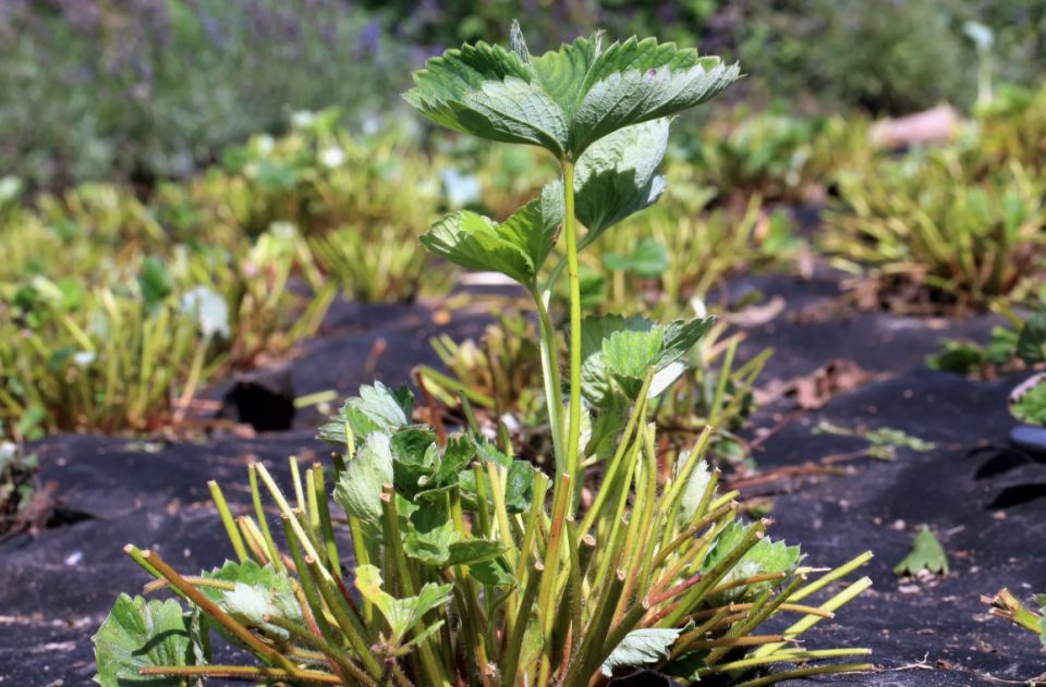 Забота о клубнике в августе: ключевые моменты для будущего урожая