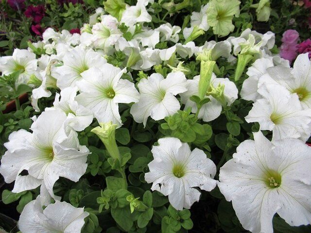 Почему стоит отложить посев семян петунии до марта: секреты успешного выращивания