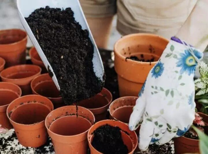 Зимние садовые заботы: что важно сделать с 20 по 26 декабря