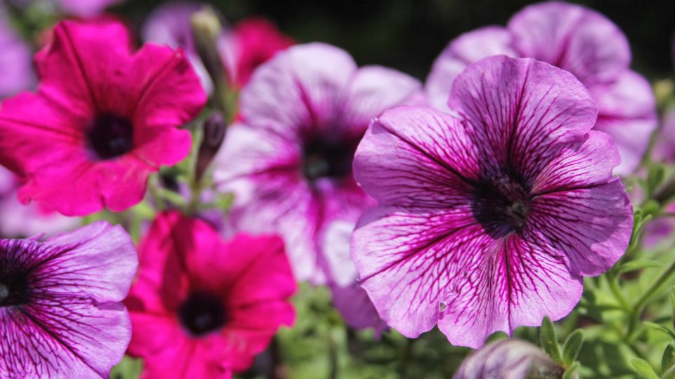 ������� ����� �������� ���� ��������� �� �� ����������: � ������� ������� �� ����