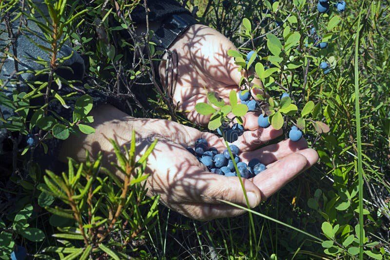 Сокровища болотистого леса: неожиданная находка с ягодами