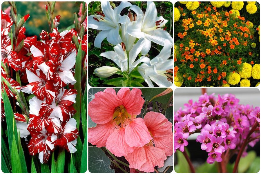 ��� ������� �������� � ������� � ������� �������� ������ �� ����� �������