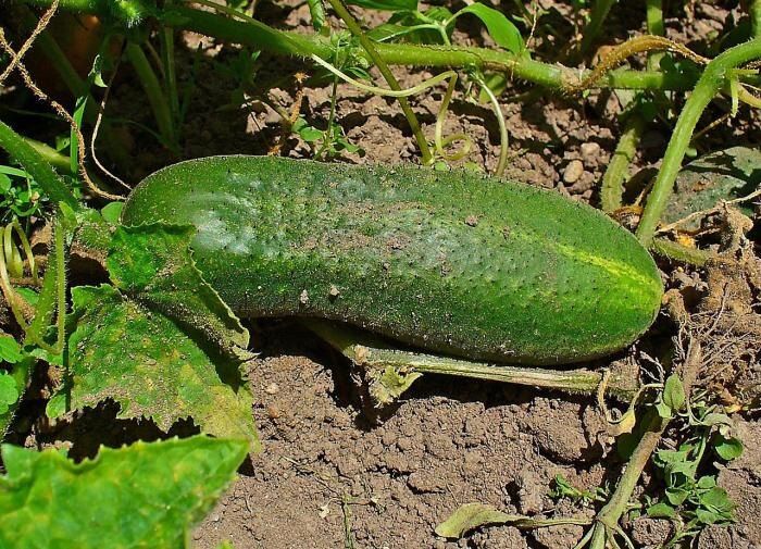 ������� ��������� ������������ �������