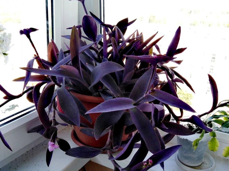 Тайные ингредиенты для роскошных комнатных цветов