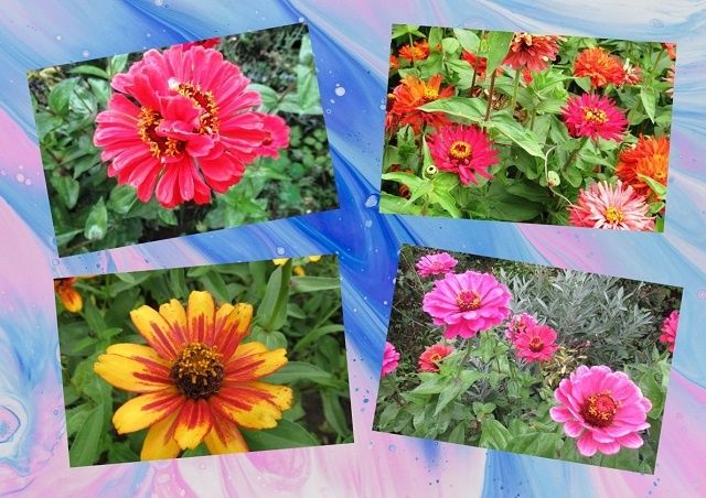 Циннии в августе: секреты ухода за цветущими красавицами