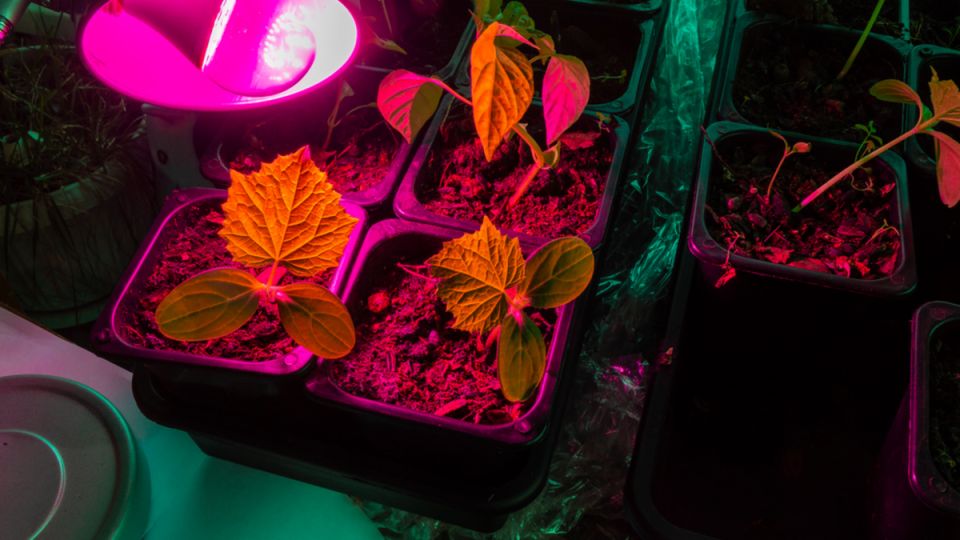 ����� �����������: ������� ���������� ������ �������� � ����������� �������