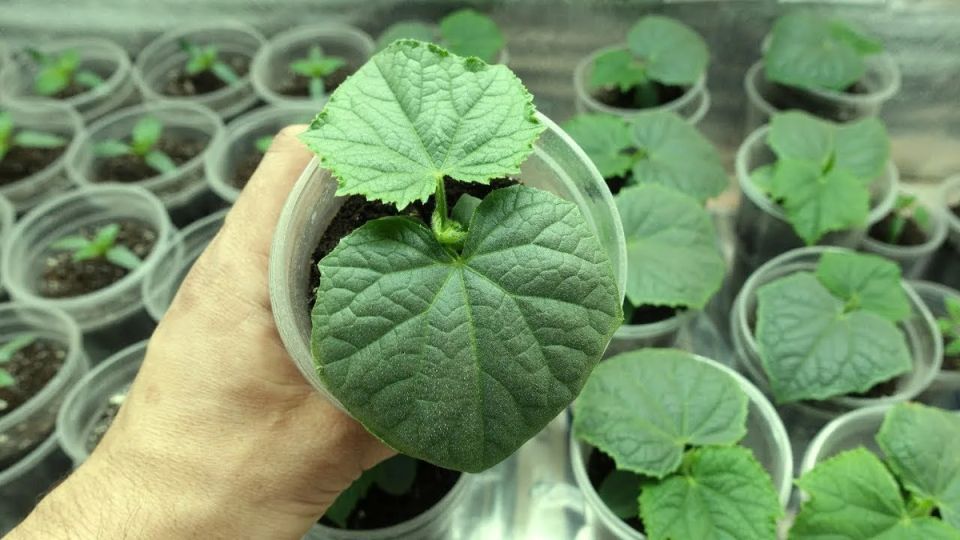 ������ ������ �������: ������������� �������� ������� �������