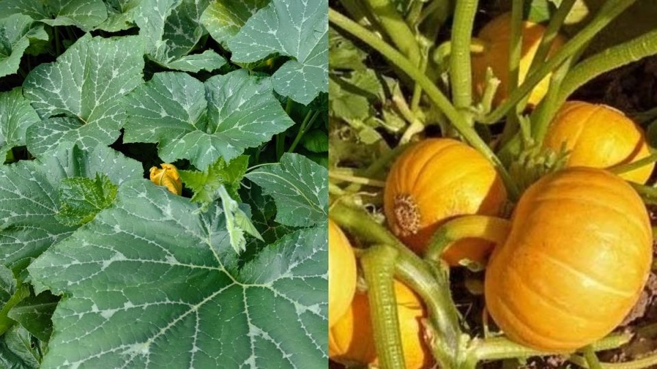 �������� �����: ��������� � �������, ��� ����� ��� ������� ����� ��� ����