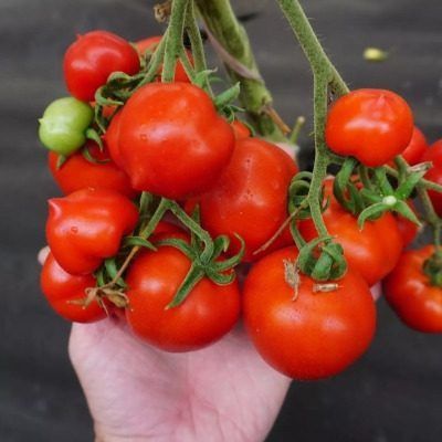 ����� ��������� ������: ������� ��������� ������ ��� ������� ����������