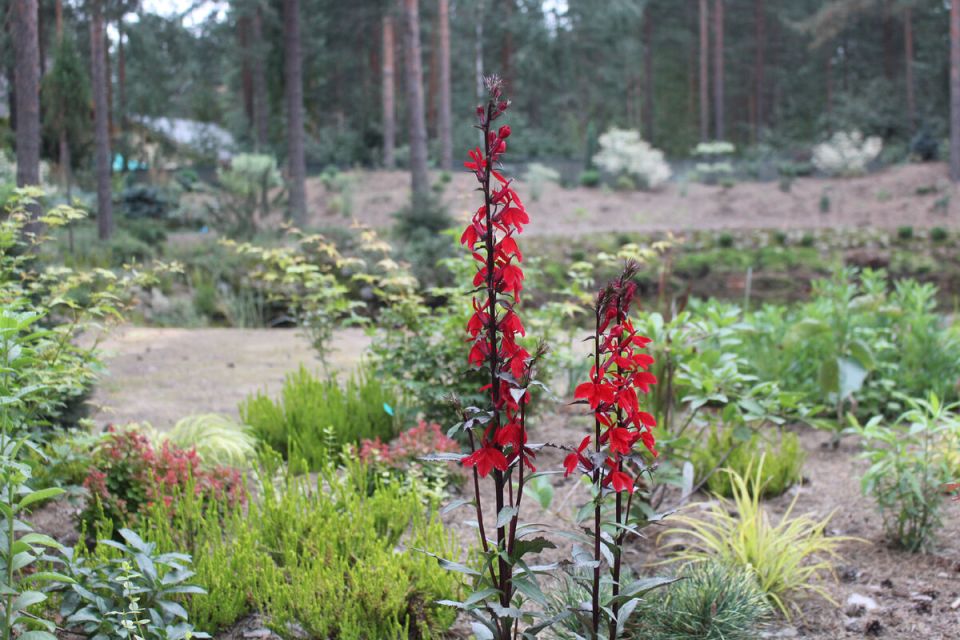 ������� �������: ����������� ������ ���������