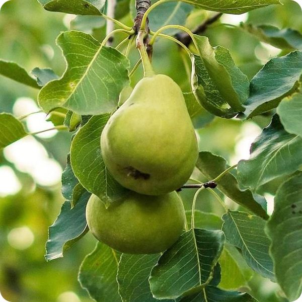 ��� ������������� � ������� �����: ������� ��������� ������