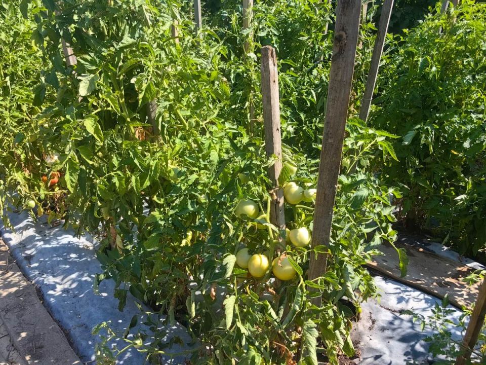 Как помочь помидорам созреть в июле: секреты успешной подкормки