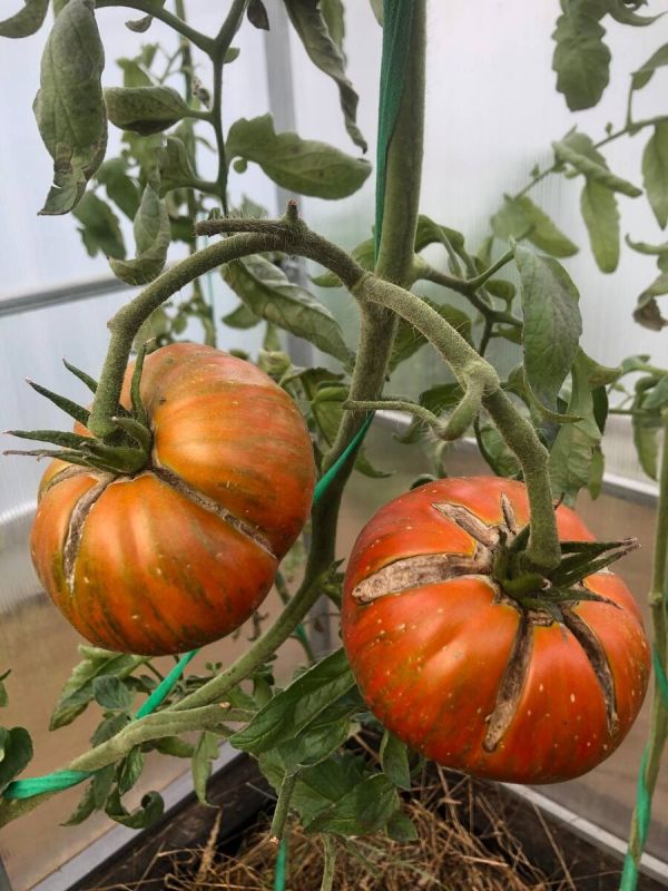 ������� �� �������: ������� � �������