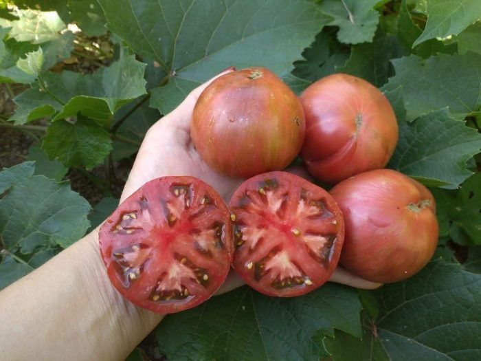 Карликовый томат Гном Фестиваль Аделаиды: яркий декоративный и вкусный выбор для маленьких пространств