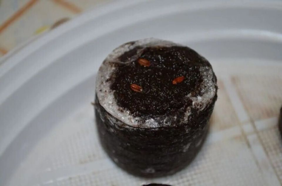 ��� ������� ������� ������ ���������� � �������� ��������