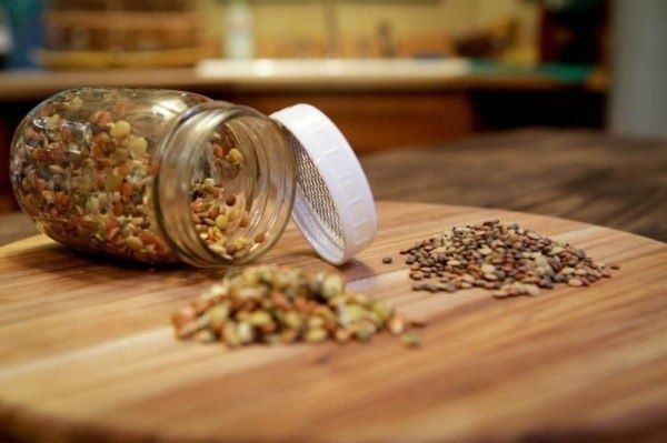 Правильная подготовка семян перед посевом для надежного старта растений