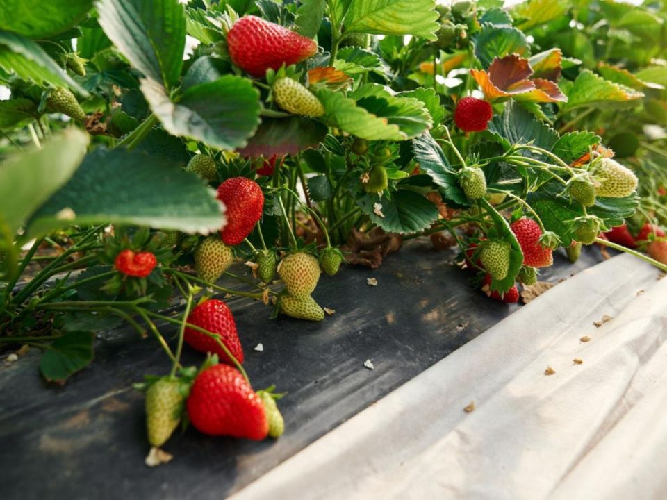 Как шишки становятся защитниками грядок: неожиданные преимущества