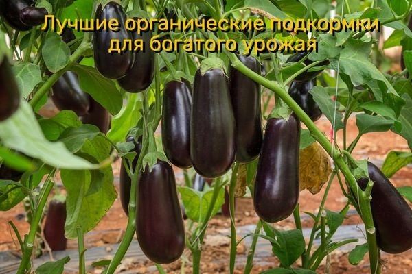 Как обеспечить баклажанам здоровое питание: лучшие органические подкормки