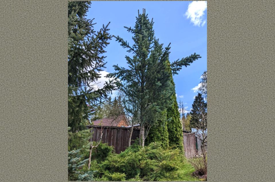 Как спасти ель от снеговой депрессии: советы для садоводов