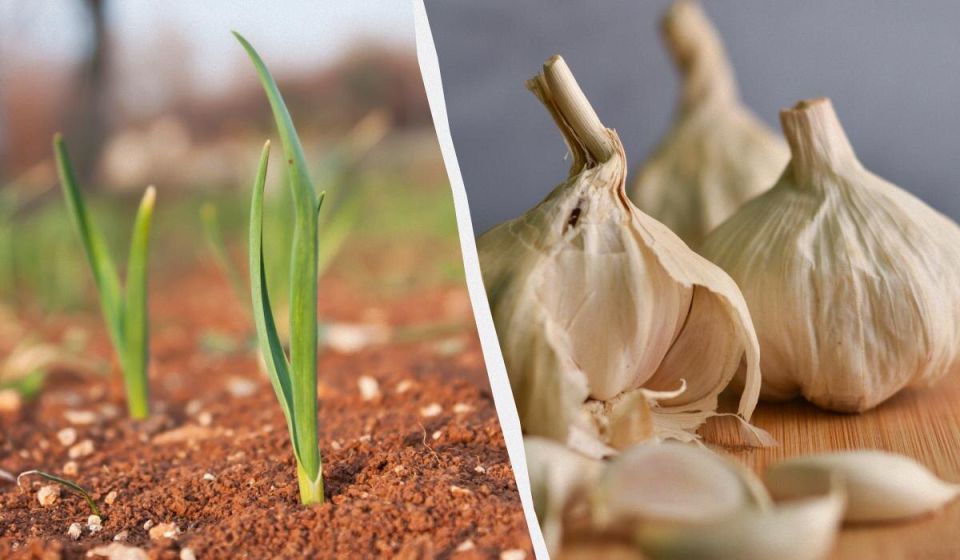 Как защитить грядки с озимым чесноком и луком зимой: советы и рекомендации