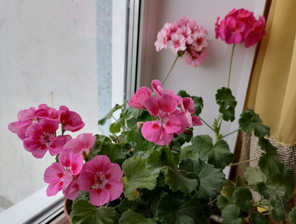 Как ухаживать за пеларгонией зимой: советы и разновидности