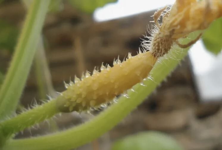 Как решить проблему пожелтения завязей огурцов: полезные советы и рекомендации