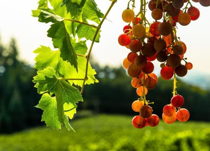 ��� ��������� ������ �������� �� ����: �������� ������ ��� ���������