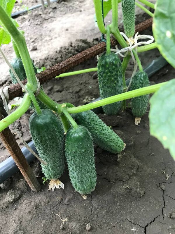 ������ � ������� ������� ������: �������� �������