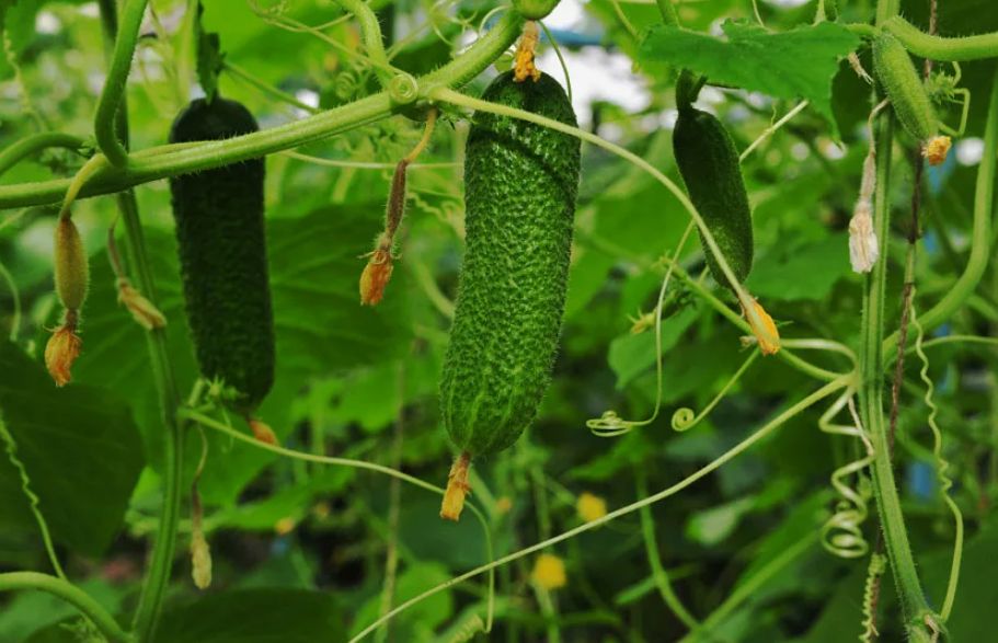 ��� ��������� ������������� ������ � ����: ������� ��������� ������