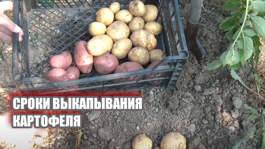 ����� ���� ���������� ��������: ������ ��� ��������� harvest