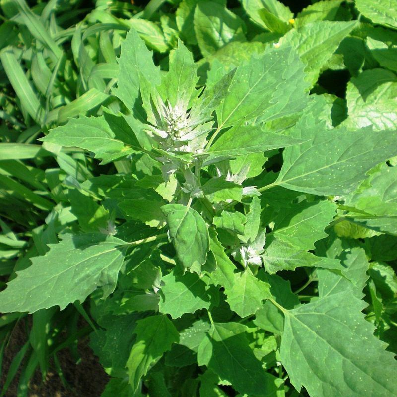 ��� ���������� �� ����� �� �������: �������� ������