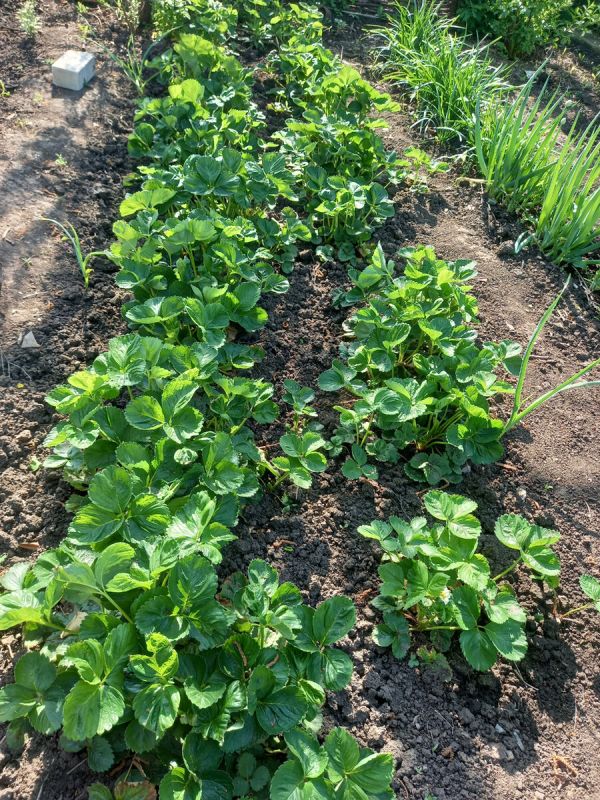 ��� �������� �������� ������ ��������: 4 ������� �������