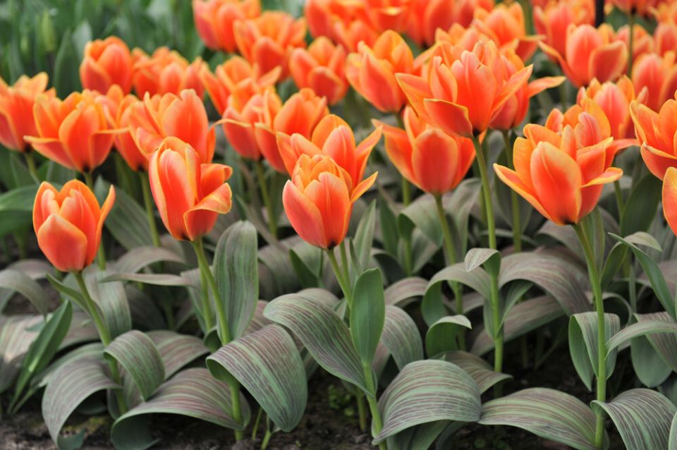 �������� � ���������� ��������: ������������ ����� ��� ������ ����