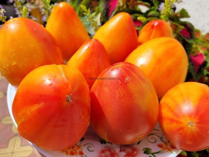 ����� ��������� ������� �������: �������� � �������� � ����� �������