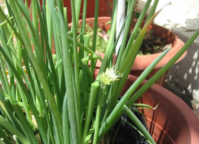 ��� ��������� ������ ��� ����� �� �����������