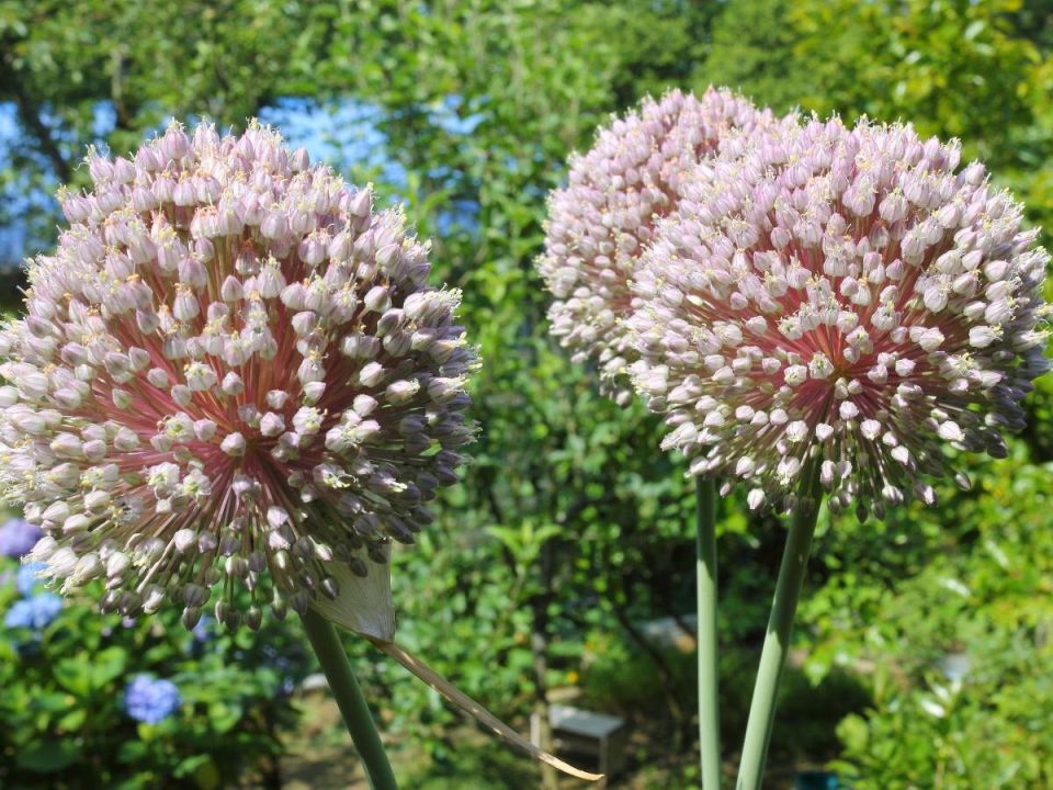 ������������ ���: �������, ������� �� ������� �������