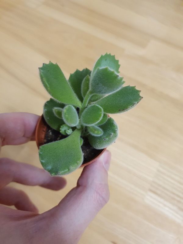 ������ ����������� ����������, ������� �������� ������ ��������� ��������