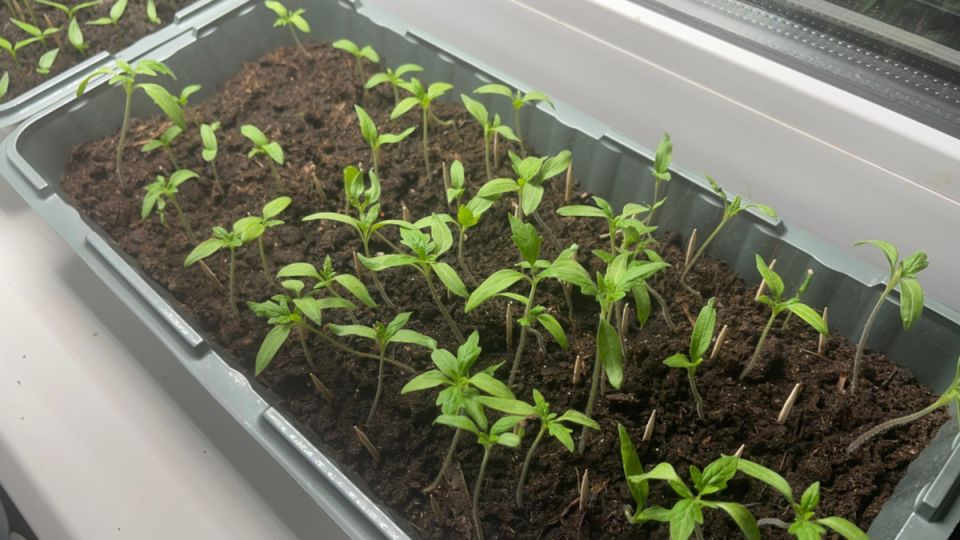 ������� �������� ������ �������: ��� �������� ���� � ������ ������