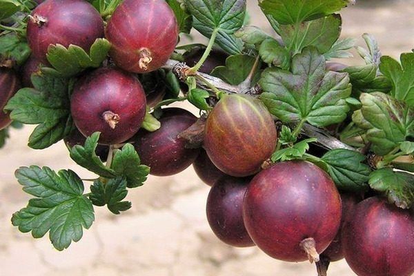 ��������� ��������: ��������� ����� ��� ���������