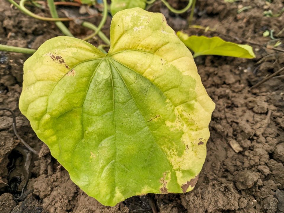 ������ ������ �������: 5 ����������� ������ � �������